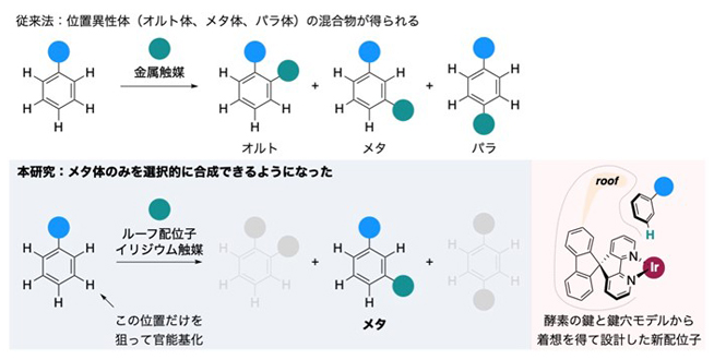 ルーフ配位子を持つイリジウム触媒を用いた芳香族炭化水素のメタ位選択的官能基化の図