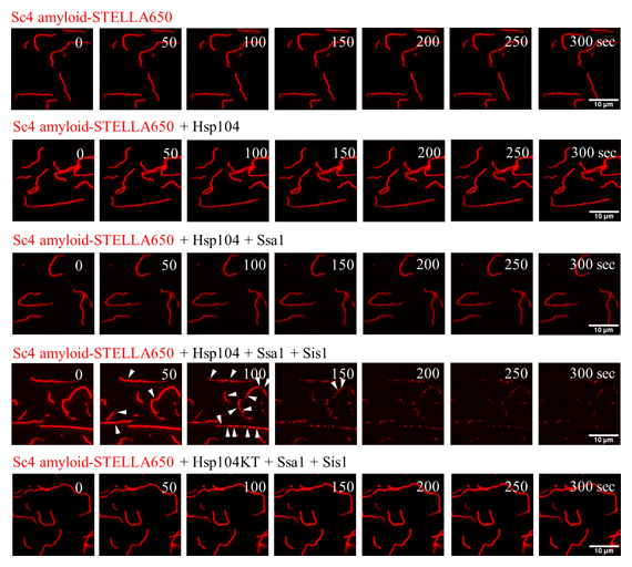全反射照明蛍光顕微鏡（TIRF）によるアミロイドの脱凝集過程の解析の図