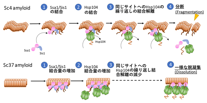 異なる構造を持つSup35アミロイドの脱凝集機構のモデル図の画像