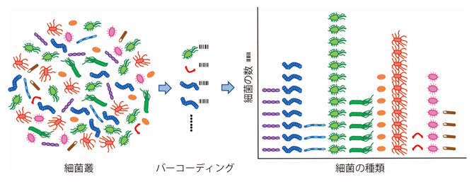 細菌一つを見分けて細菌叢全体を解析するBarBIQ法の図