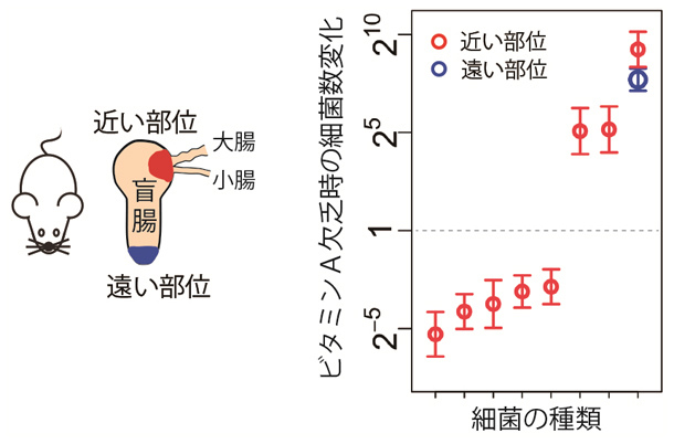 ビタミンA欠乏が腸内細菌叢に与える影響の図