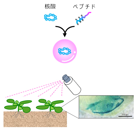 スプレーによる植物への核酸?細胞透過性ペプチド複合体の噴霧の図