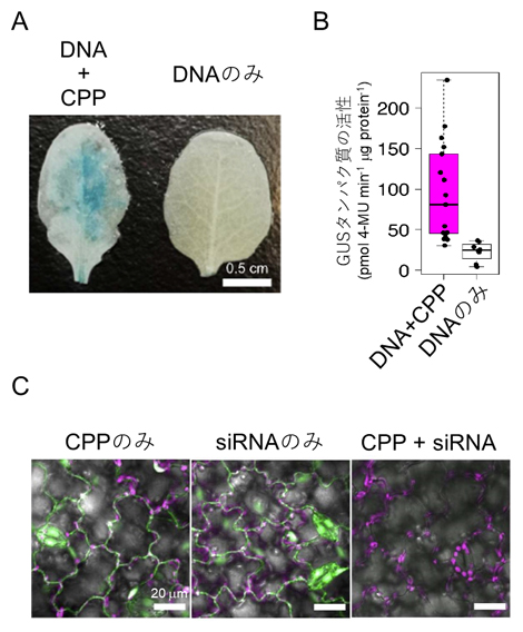 スプレー処理した葉におけるDNAとRNAの取り込みの図