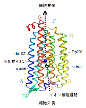 光駆動型イオンポンプロドプシンNM-R3の立体構造の図