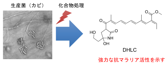 新しい抗マラリア天然化合物の化学構造と生産菌（カビ）の図