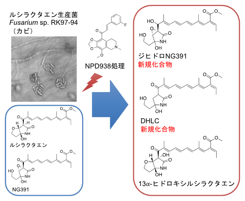 NPD938で処理したカビから単離された化合物の図