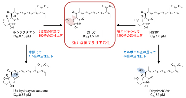 取得した化合物の抗マラリア活性および構造活性相関の図