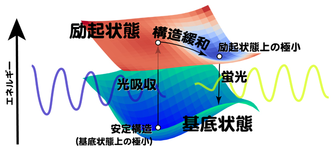 典型的な蛍光有機分子の分子内自由度の変化に対するエネルギー曲面の図