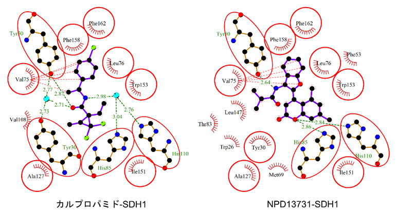 ドッキングシミュレーションによるSDH1と阻害剤の結合の予測の図