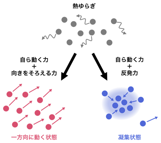 アクティブマターの代表的な相転移の図