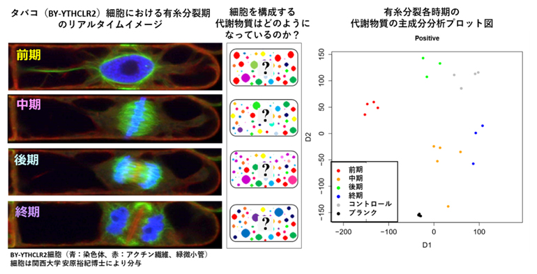 Plant cell mitotic phase diagram and intracellular metabolite subphase segregation diagram