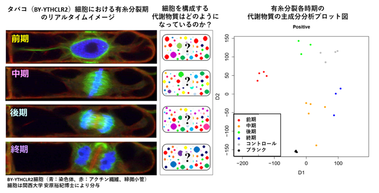 植物細胞の有糸分裂期のイメージと細胞内代謝物質によるサブフェーズの分離の図