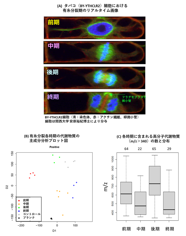 細胞内代謝物質によるサブフェーズの分離と特徴の図