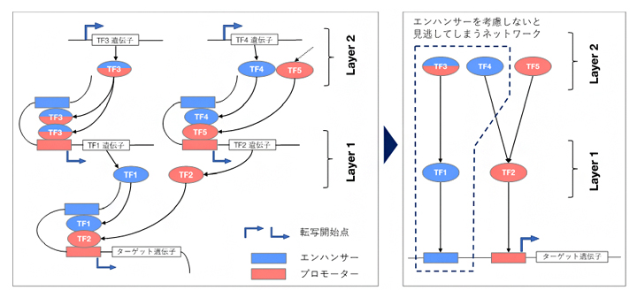 転写因子とエンハンサーおよびプロモーターの関係の図