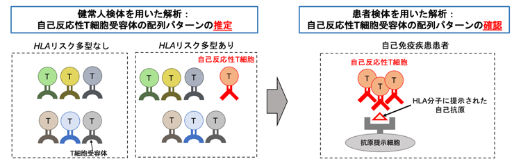 HLA遺伝子のリスク多型はT細胞受容体に影響して、自己免疫反応を促進するの図