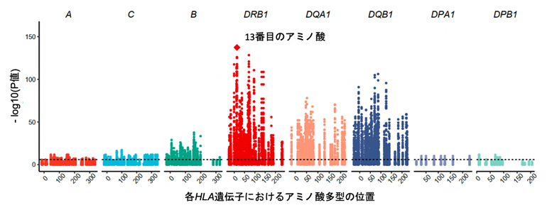 HLA遺伝子の多型とT細胞受容体の配列パターンの関連解析の図