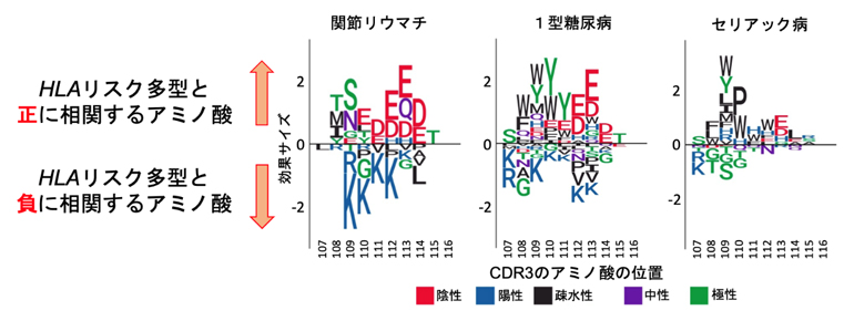 自己免疫疾患のHLA遺伝子リスク多型がCDR3のアミノ酸組成に及ぼす影響の図