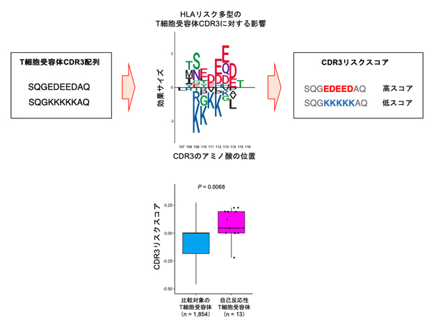 CDR3リスクスコアの計算手順と自己反応性T細胞の結果の図