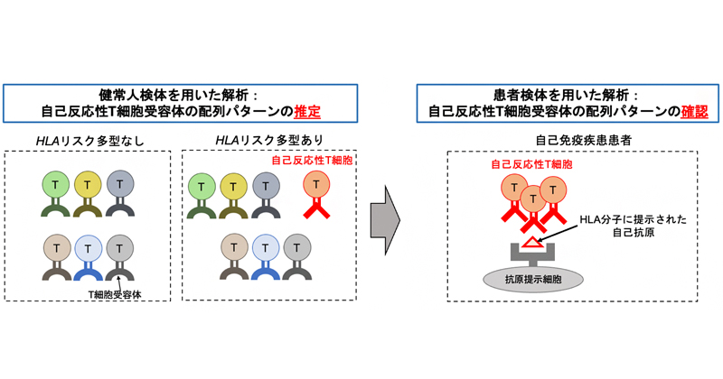 自己免疫疾患の最大のリスク因子の機能を解明 | 理化学研究所