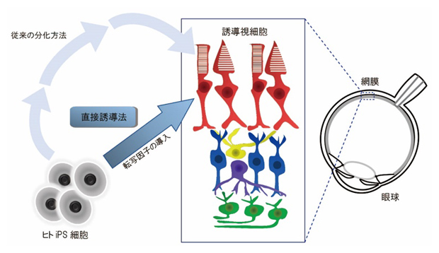 ヒトiPS細胞から誘導視細胞を作製する方法の概略図の画像