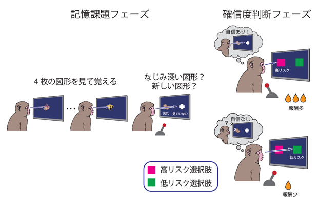 マカクサルの確信度判断課題の図