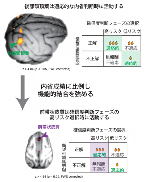 サルの課題遂行中の機能的MRI法による全活動の測定結果の図