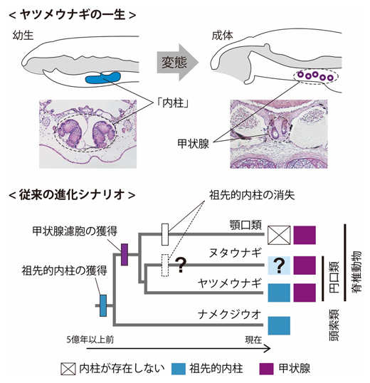 ヤツメウナギの一生と従来の進化シナリオの図