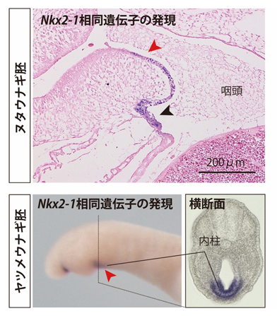 円口類で保存されたNkx2-1相同遺伝子の広範な咽頭での発現の図