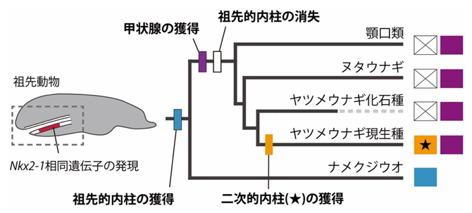 本研究で提唱する新たな進化シナリオの図