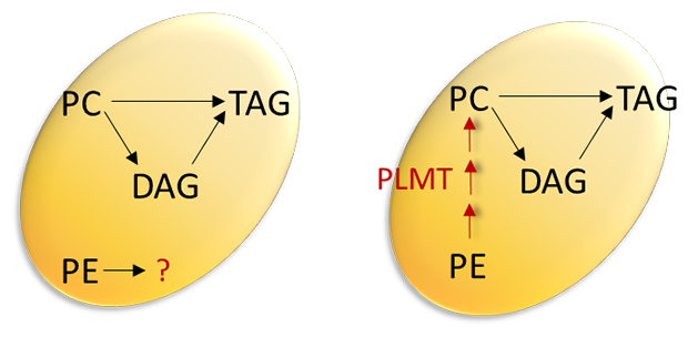 これまでに知られていたTAG合成経路（左）と今回新たに発見された経路の図