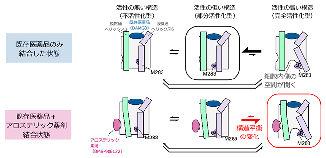 アロステリック薬剤によるGタンパク質共役型受容体の構造平衡の変化の図