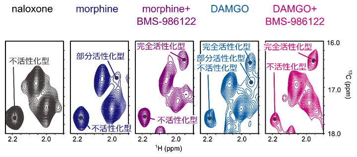 MORの三つの活性化型構造を反映するM283のNMRシグナルの図