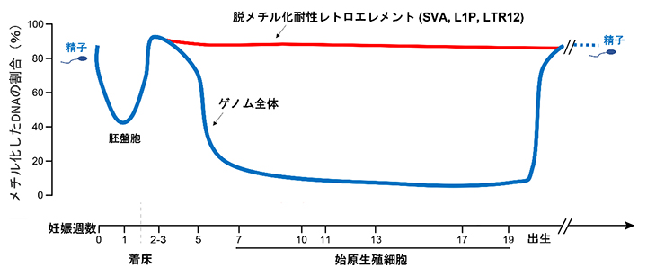 ヒト生殖細胞形成過程のDNAメチル化動態の図