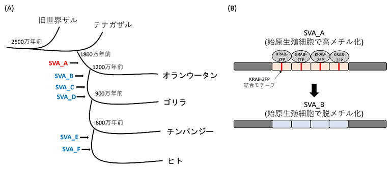 SVAの構造進化と始原生殖細胞でのメチル化状態の図