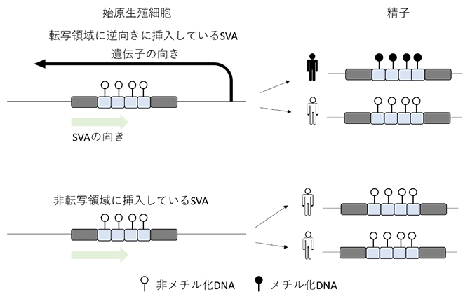 精子形成過程におけるSVAのメチル化動態の図