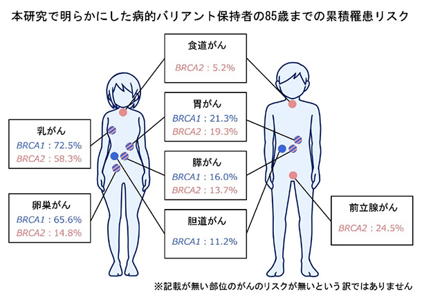 本研究で明らかにした病的バリアント保持者の85歳までの累積羅患リスクの図