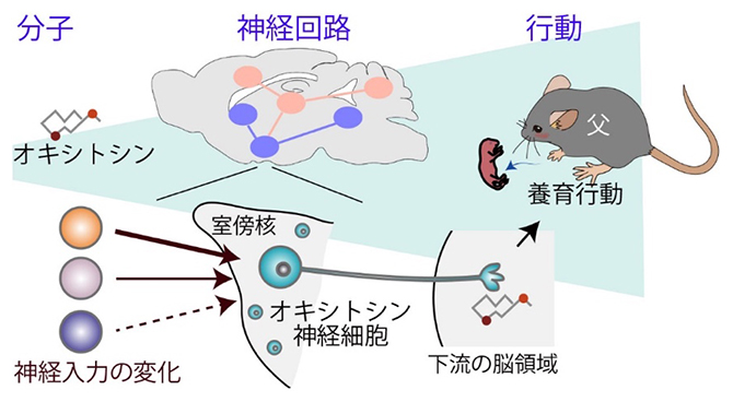 父親となったマウスの脳で起きる神経回路の変化とオキシトシンを介した養育行動の促進の図