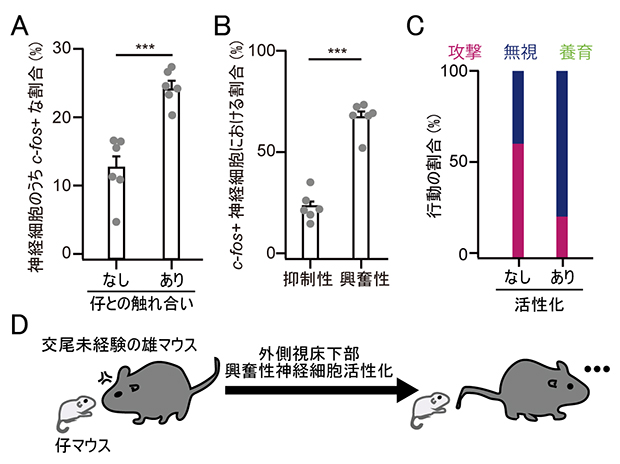 仔との触れ合いで活性化される外側視床下部の興奮性神経細胞の図