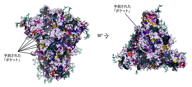 分子動力学シミュレーションで得られた立体構造に含まれる薬剤が結合し得るポケットの図