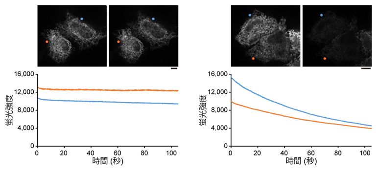小胞体に存在する蛍光タンパク質の褪色曲線(StayGold対GFPの比較)の図