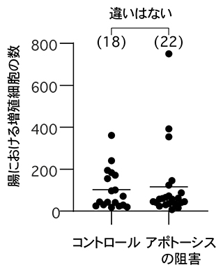 アポトーシス阻害による腸の増殖細胞数の変化の図