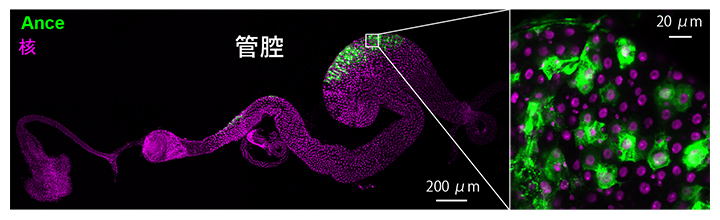 腸の管腔側でタンパク質Anceを発現している細胞の図