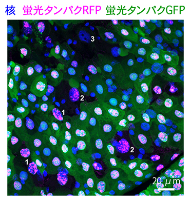 Ance発現細胞における蛍光タンパク質処理の結果の図
