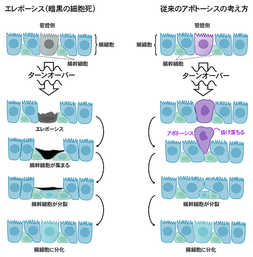 新しい細胞死エレボーシスと従来の細胞死アポトーシスとの違いの図