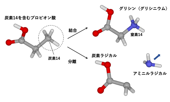 炭素14を含むプロピオン酸からグリシンが生成する過程の図