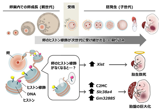 正常な胚発生と胎盤形成には、卵のヒストンを介した次世代への情報伝達が必須の図