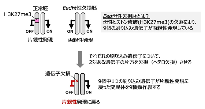 刷り込み遺伝子の片親性発現を回復させる実験デザインの図