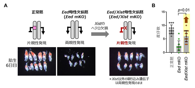 Xist遺伝子の発現正常化による刷り込み破綻胚の発生異常の改善の図