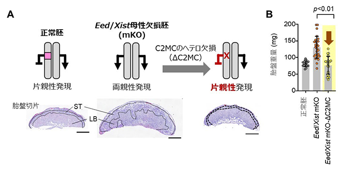 C2MCの発現正常化による刷り込み破綻胚の胎盤過形成の改善の図