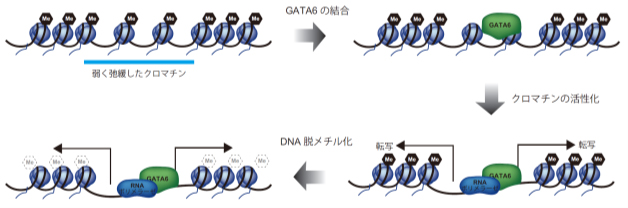 転写因子によるクロマチン活性化のモデルの図